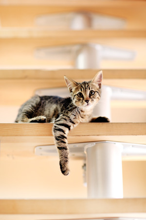 Kitten on staircase, indoorsの写真素材