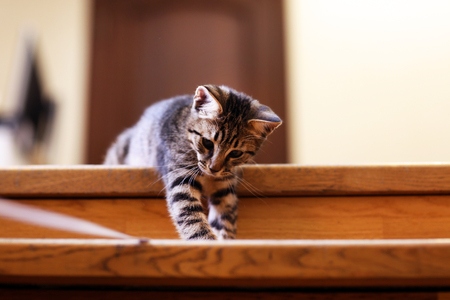 Kitten on staircase, indoorsの写真素材