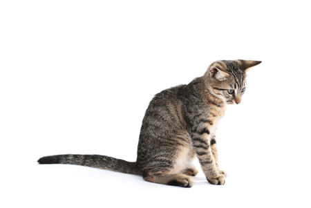 Cute kitten isolated on whiteの写真素材