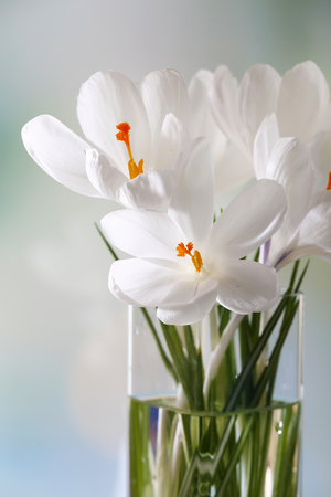 White crocus in glass vase on light backgroundの写真素材