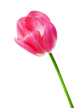 Color tulip isolated on whiteの写真素材