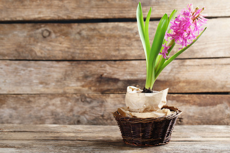 Beautiful hyacinth flower on wooden background