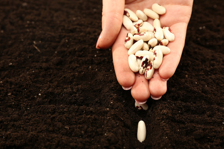 Female hand planting white bean seeds in soil, closeupの写真素材