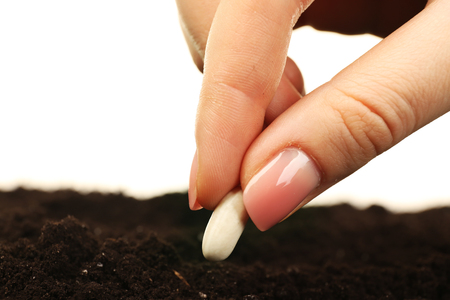 Female hand planting white bean seed in soil isolated on whiteの写真素材