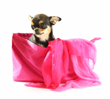 Cute chihuahua puppy sitting in female color bag isolated on whiteの写真素材
