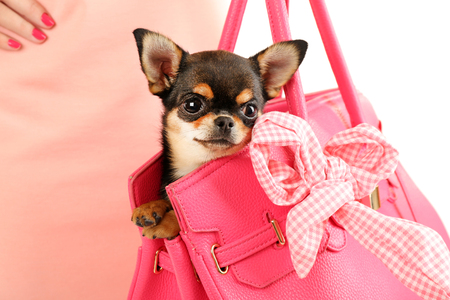 Woman carrying cute chihuahua puppy in pink bag, closeupの写真素材