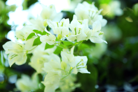 White flowers and green leaves, closeupの写真素材