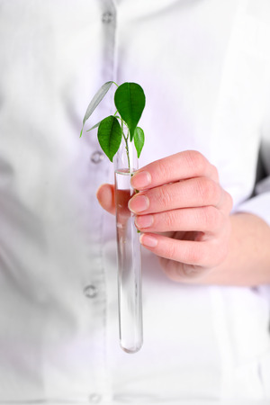 Woman examining green plant in laboratory, close upの写真素材