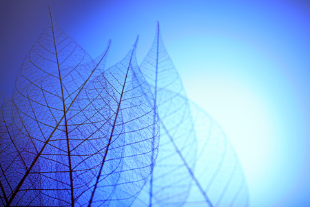 Skeleton leaves on blue background, close upの写真素材