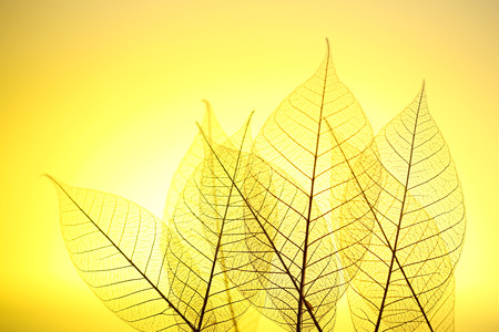 Skeleton leaves on yellow background, close upの写真素材