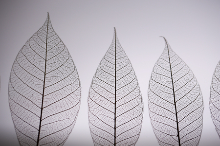 Skeleton leaves on grey background, close upの写真素材