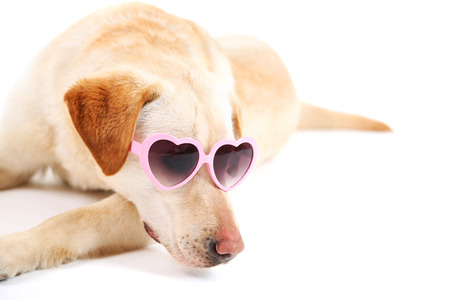 Cute dog with sunglasses isolated on white backgroundの写真素材