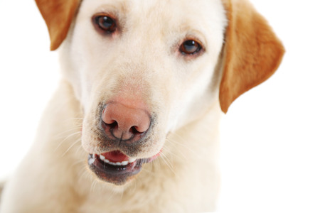 Cute dog isolated on white backgroundの写真素材