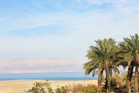 Palm trees on blue sky background 