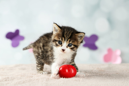 Cute little kitten with red heart on light backgroundの写真素材