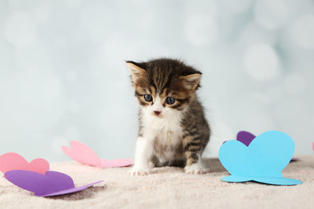 Cute little kitten on light backgroundの写真素材