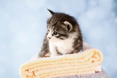 Cute little kitten on towel, on light backgroundの写真素材