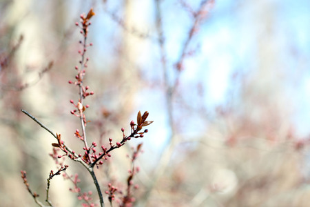 Fresh spring leaves on branch, on blue sky backgroundの写真素材