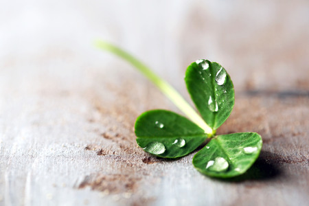 Green clover leaf with drops on wooden backgroundの写真素材