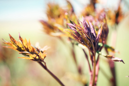 Fresh spring leaves on branch, close upの写真素材