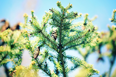 Cones on fir-tree, outdoors