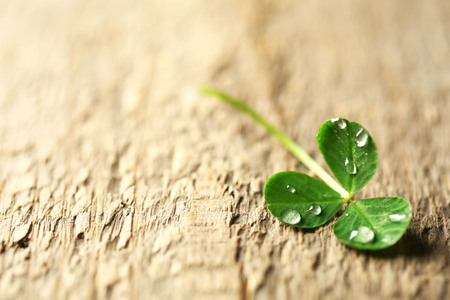 Green clover leaf with drops on wooden background