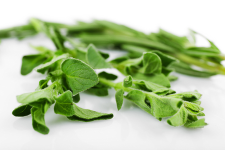 Green herbs and leaves isolated on whiteの写真素材