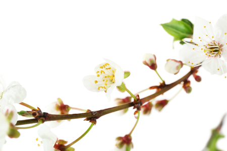 Flowering branch isolated on whiteの写真素材