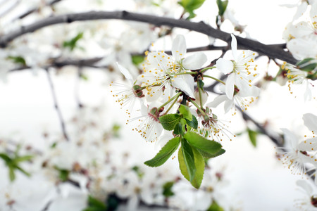 Flowering branch, closeupの写真素材