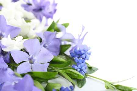 Purple periwinkle isolated on whiteの写真素材