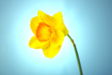 Fresh narcissus flower on color backgroundの写真素材