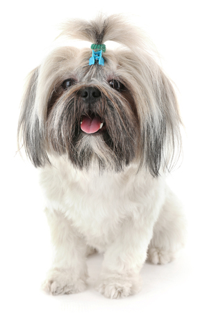 Cute Shih Tzu isolated on whiteの写真素材
