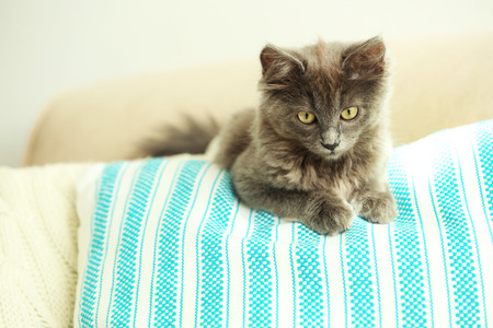Cute gray kitten on sofa at home の写真素材