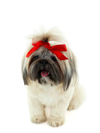 Cute Shih Tzu isolated on whiteの写真素材