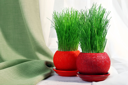 Green grass in pots on fabric backgroundの写真素材