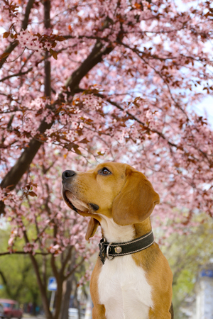Funny cute dog near blossoming tree outdoorsの写真素材