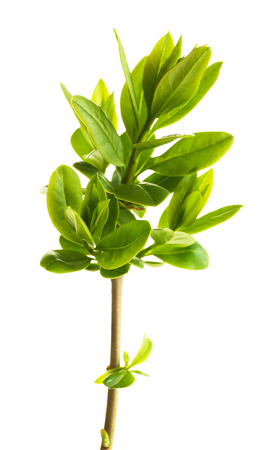 Branch with spring leaves isolated on whiteの写真素材