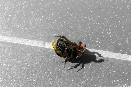 Beetle on asphalt backgroundの写真素材
