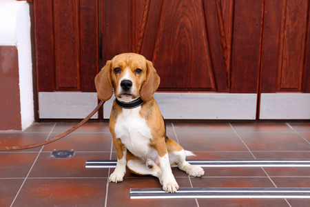 Funny cute dog near door at homeの写真素材