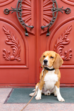 Funny cute dog near door at homeの写真素材