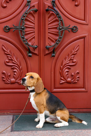 Funny cute dog near door at homeの写真素材