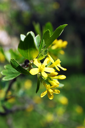 Blooming tree twigs with yellow flowers in springの写真素材