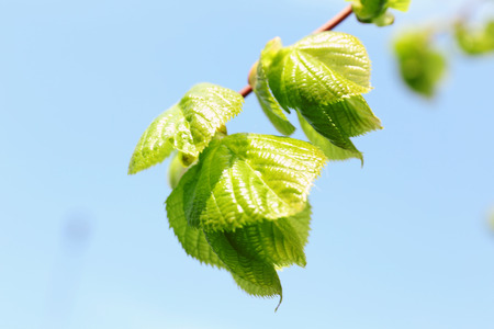 Beautiful green twig on blue sky background