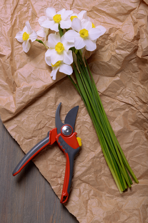 Beautiful narcissus with secateurs on parchment on wooden table, top viewの写真素材