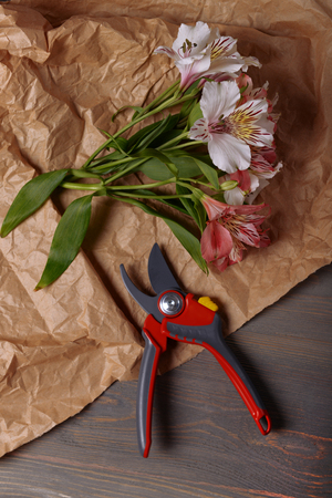 Beautiful Alstroemeria with secateurs on parchment on wooden table, top viewの写真素材