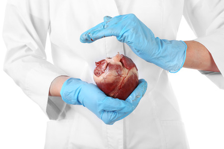 Heart in doctor hands isolated on whiteの写真素材