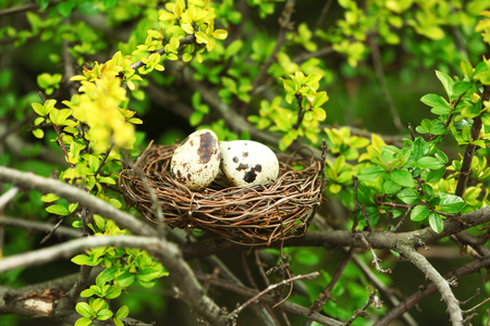 Wicker nest with eggs over green tree backgroundの写真素材