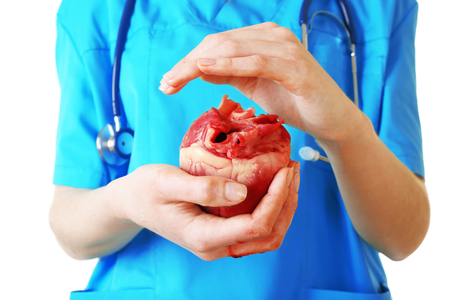 Heart in doctor hands isolated on whiteの写真素材