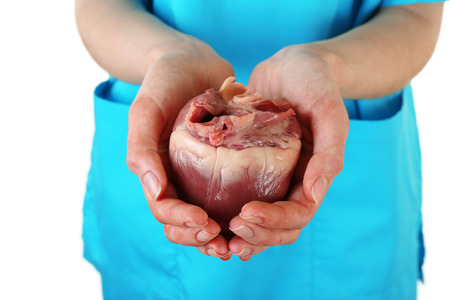 Heart in doctor hands isolated on whiteの写真素材
