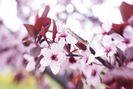 Branches of flowering tree, closeupの写真素材